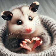 Awesome Opossum