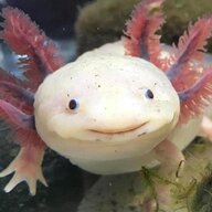 Salamander