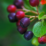 Gagberry