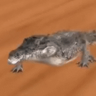 Gawr Gator Gura