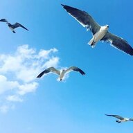 Seagulls